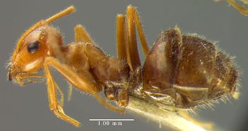Media type: image;   Entomology 22738 Aspect: habitus lateral view